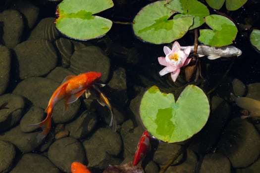 Koi Pond Carp Fish swims among water lily in the water slowly in the park