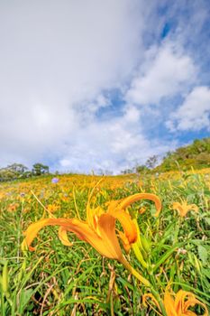 Beautiful orange daylily flower farm on Sixty Rock Mountain (Liushidan mountain) with blue sky and cloud, Fuli, Hualien, Taiwan, close up, copy space