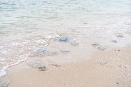 Many Dead Jellyfish On Sea Beach Shallow Water Cornerot and Aurelia jellyfish on the sandy shore and in the water. Azov Sea Ecological Catastrophe Global Warming