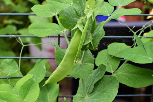 Green peas growing on a bush in the garden as a close up