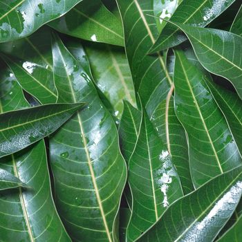 Mango leaves background, beautiful fresh green group with clear leaf vein texture detail, copy space, top view, close up, macro. Tropical concept.