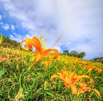 Beautiful orange daylily flower farm on Sixty Rock Mountain (Liushidan mountain) with blue sky and cloud, Fuli, Hualien, Taiwan, close up, copy space