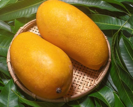 Fresh juicy beautiful mango fruit in bamboo sieve over green leaf background. Tropical summer harvest concept, top view, close up, macro, copy space.
