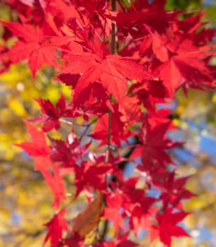 Beautiful maple leaves in autumn sunny day in foreground and blurry background in Kyushu, Japan. No people, close up, copy space, macro shot.