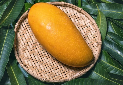 Fresh juicy beautiful mango fruit in bamboo sieve over green leaf background. Tropical summer harvest concept, top view, close up, macro, copy space.