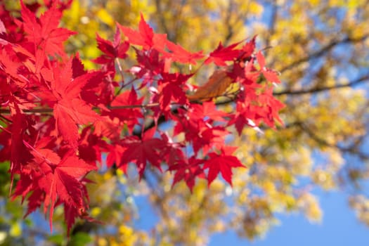 Beautiful maple leaves in autumn sunny day in foreground and blurry background in Kyushu, Japan. No people, close up, copy space, macro shot.