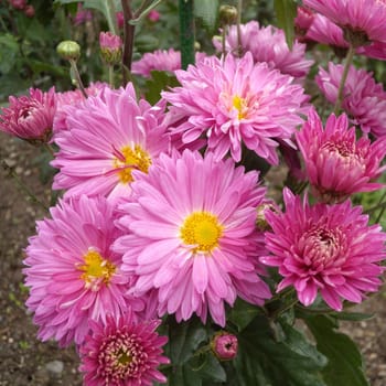 Close up of pink Chrysanthemums flowers on green garden background. Beautiful pink flowers as background picture. Chrysanthemum in autumn.
