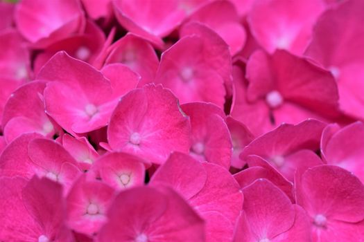 One pink hydrangea blossom as a closeup