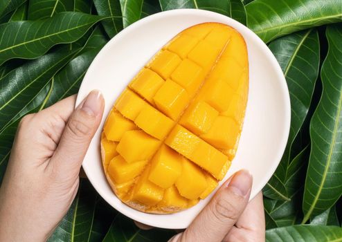 Woman hold chopped fresh juicy beautiful mango over green leaves background. Tropical harvest design concept, top view, close up, copy space, macro.