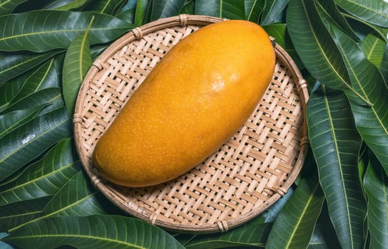 Fresh juicy beautiful mango fruit in bamboo sieve over green leaf background. Tropical summer harvest concept, top view, close up, macro, copy space.