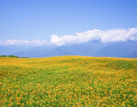 Beautiful orange daylily flower farm on Liushidan mountain (Sixty Rock Mountain) with blue sky and cloud in Taiwan Hualien Fuli, close up, copy space