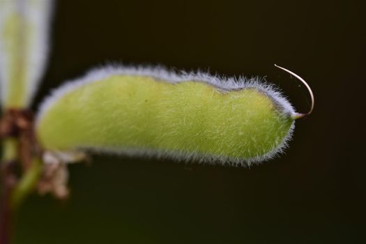 Closeup of a green wet ripe lupine pod in the rain against a blurred background