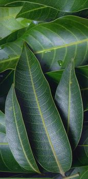 Mango leaves background, beautiful fresh green group with clear leaf vein texture detail, copy space, top view, close up, macro. Tropical concept.
