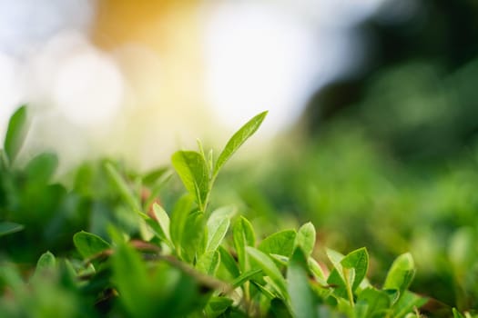 Close up of green leaf at the garden, nature concept