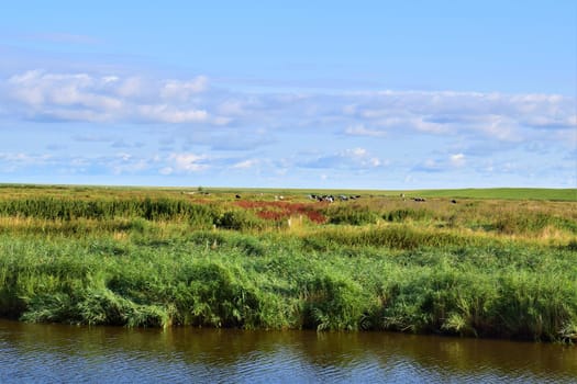 landscape at the coast of the north sea against a blue cloudy sky