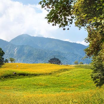 Beautiful orange daylily flower farm on Sixty Rock Mountain (Liushidan mountain) with blue sky and cloud, Fuli, Hualien, Taiwan, close up, copy space