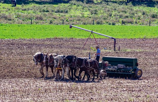 Amish Farmer Plowing Field After Corn Harvest with 6 Horses Pulling Farm Equipment With a Gas Engine on the Equipment on a Sunny Day