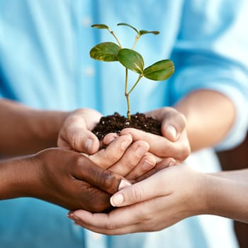Plant, growth and sustainability with people holding a budding flower in soil closeup for conservation. Earth, spring and nature with adults nurturing growing plants in dirt for environmental ecology.