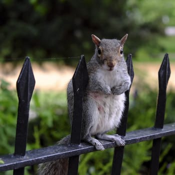 Grey squirrell standing on a rail posing for the photographer.