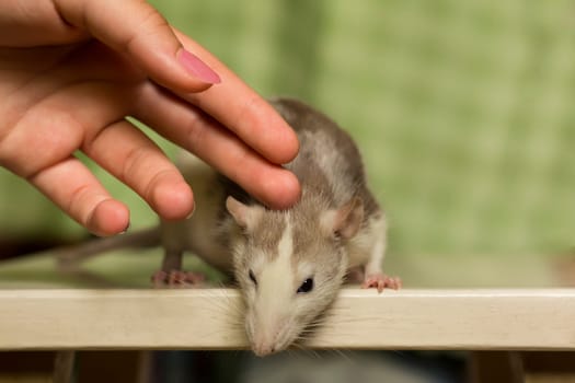 Female hand stroking cute funny fluffy domestic rat wite grey color at home