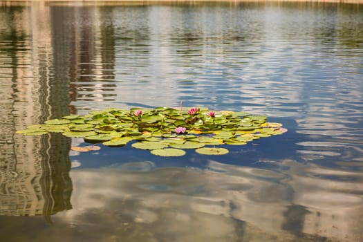 Beautiful Kiev city park lake of lotuses against background of urban city with many multi-colored water lilies in green European capital. Concept of nature in metropolis, Reflections houses