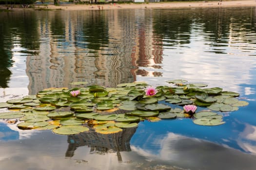 Beautiful Kiev city park lake of lotuses against background of urban city with many multi-colored water lilies in green European capital. Concept of nature in metropolis, Reflections houses