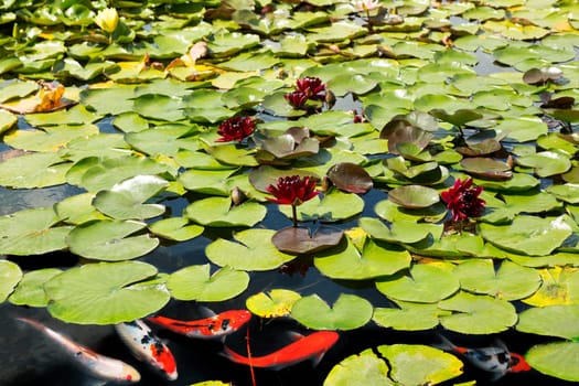 Koi Carp Fish swims among red water lily in pond or lake