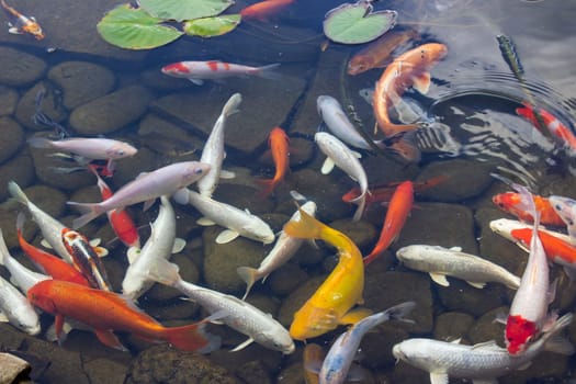 Koi Pond Carp Fish swims among water lily in the water slowly in the park