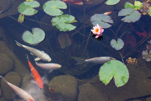 Koi Pond Carp Fish swims among water lily in the water slowly in the park