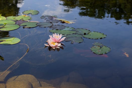 Koi Pond Carp Fish swims among water lily in the water slowly in the park