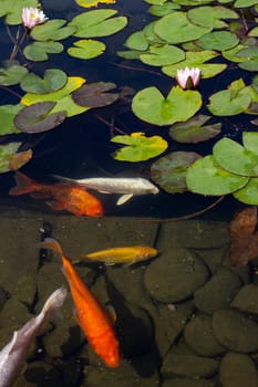 Koi Pond Carp Fish swims among water lily in the water slowly in the park