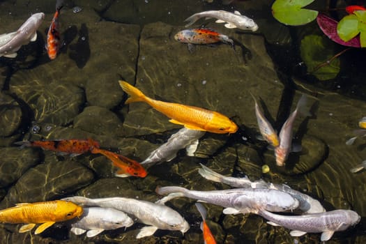 Koi Pond Carp Fish swims among water lily in the water slowly in the park