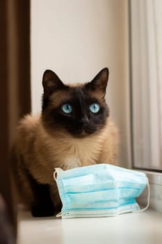 Cat and protective facial mask  during quarantine