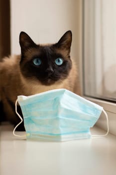 Cat and protective facial mask  during quarantine