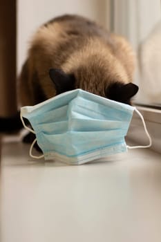 Cat in protective facial mask  during quarantine