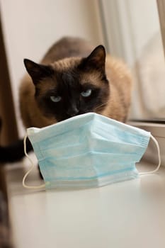 Cat and protective facial mask  during quarantine