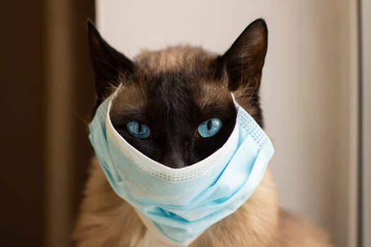 Cat in protective facial mask  during quarantine