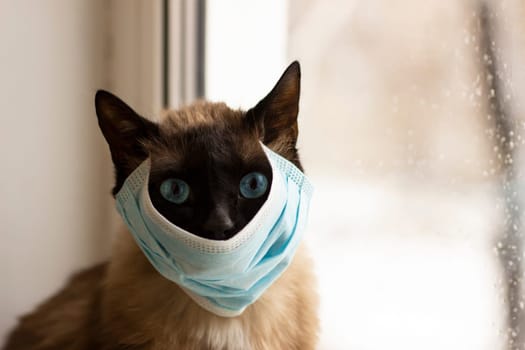 Cat in protective facial mask  during quarantine