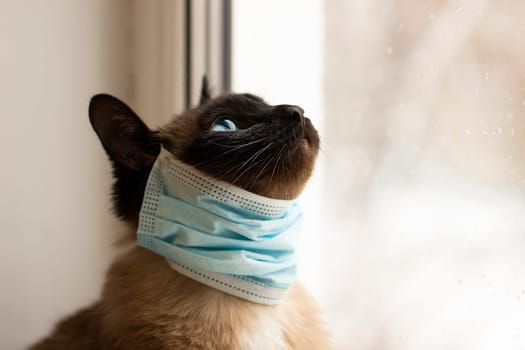 Cat in protective facial mask  during quarantine