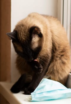 Cat washing during quarantine. Cat and protective facial mask 