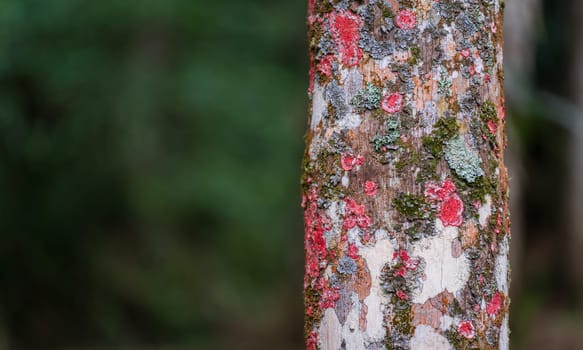 Close-up shot of a tree trunk with vibrant lichens and moss of various colors representing air purity. Blurred background with space for text.