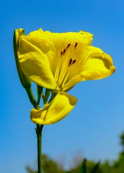 Wash-house lily (Hemerocallis fulva), flowering plant in the garden