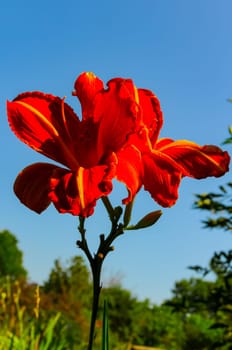 Wash-house lily (Hemerocallis fulva), flowering plant in the garden