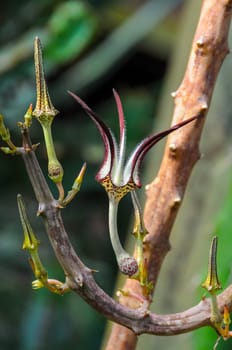 The original flower of the dangling Ceropegia sp. plant in the botanical garden collection