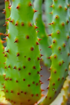 Close-up of an Aloe leaf with spikes in the botanical garden collection