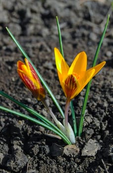 Yellow crocus Dorothy  blooms in spring in the garden