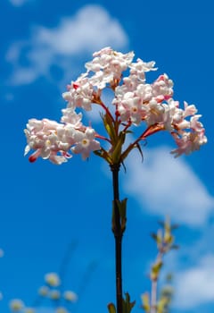 blossoming sprig of ornamental guelder-rose against the blue sky, (Viburnum opulus)