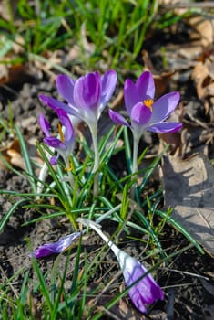 Garden crocuses bloom in spring in the botanical garden