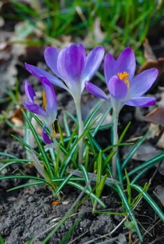 Garden crocuses bloom in spring in the botanical garden