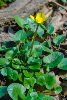 (Ficaria verna), an invasive species of herbaceous plant that blooms with yellow flowers